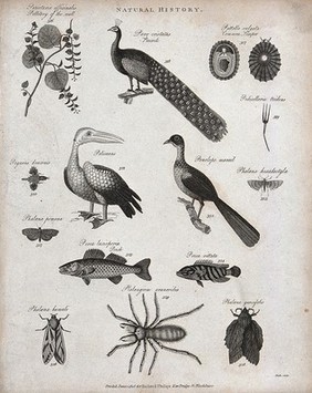 Above, two perches, two insects and a hairy spider. Engraving by Heath.llitory of the wall, a peacock, a limpet, the stalk of a flower, a fish (pegasus), two insects, a pelican and a bird; below, a pe.