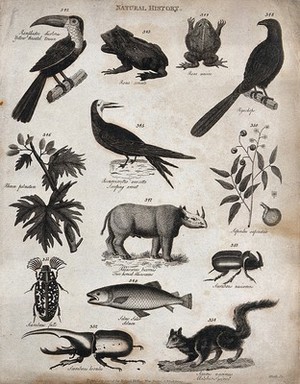 view Above, a toucan, two frogs, a bird, an avocet, two sprigs of plants (soapwort and rheum); below, a two horned rhinoceros, three beetles of the genus scarabaeidae, a salmon, and a squirrel. Engraving by Heath.