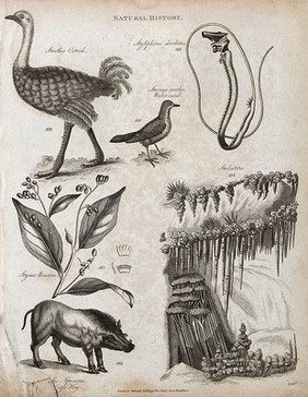 Above, an ostrich, a water ouzel and a chordate; below, a sprig abd fruit of a styrax tree, a cape hog and a stalactitic cave. Engraving by Heath.