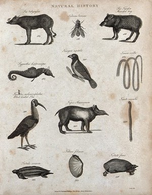 view Above, two hogs, an insect, a sea horse, a tanager bird, and a large tapeworm; below, an ibis, a tapir, a teredo (ship-worm), two tortoises and a mollusc. Engraving by Heath.