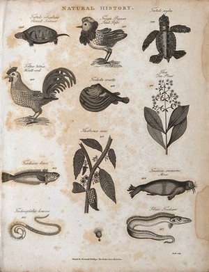 view Above, two tortoises, a sand piper, a heath cock, a scambroidean fish and a sprig of a tea plant; below, a fish, a branch of a theobroma tree, a morse (walrus), a nematode worm and a scombroidean fish. Engraving by Heath.