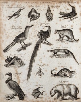 Above, two humming birds, two molluscs, a mocking thrush, a hoopoe, and a racoon; below, a bat, a wasp, two mongooses, a vulture, a fish and a polar bear. Engraving.