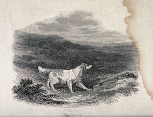 view A hunting dog standing in heathery moorland. Etching by J. H. Engleheart after J. F. Herring.