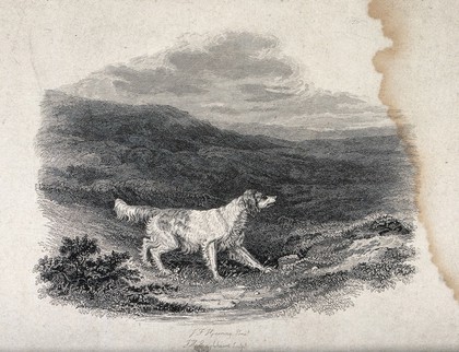 A hunting dog standing in heathery moorland. Etching by J. H. Engleheart after J. F. Herring.