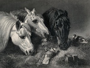 view Three horses eating from a manger with two birds sitting on the hay. Steel engraving by E. Hacker after J. F. Herring.