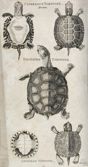 Above, a cinerous tortoise seen from above and below; middle, a galeated tortoise seen from above; below, a lettered tortoise seen from above and below. Etching by Hill.