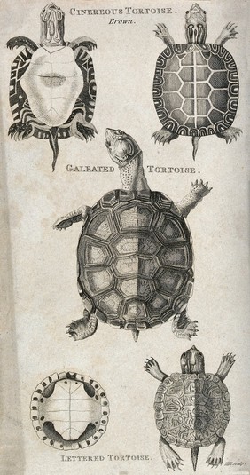 Above, a cinerous tortoise seen from above and below; middle, a galeated tortoise seen from above; below, a lettered tortoise seen from above and below. Etching by Hill.
