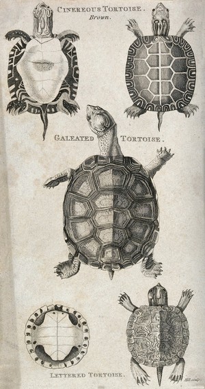 view Above, a cinerous tortoise seen from above and below; middle, a galeated tortoise seen from above; below, a lettered tortoise seen from above and below. Etching by Hill.