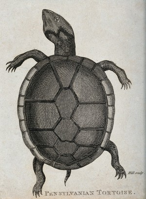 view A pensylvanian tortoise seen from above. Etching by Hill.