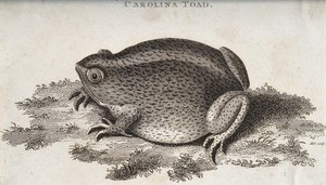 view A carolina toad sitting on a patch of grass. Etching by Hill.