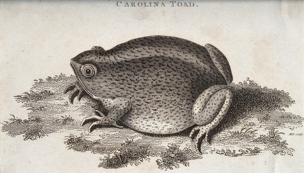 A carolina toad sitting on a patch of grass. Etching by Hill.