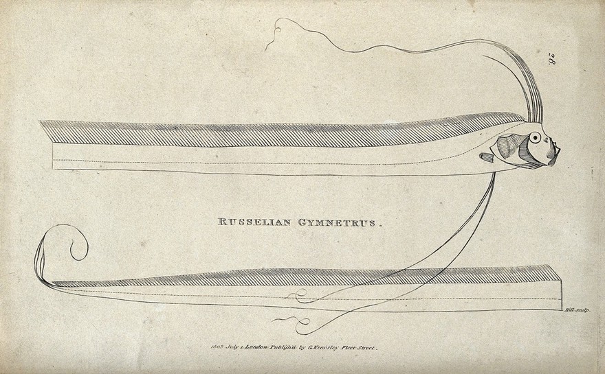 A Russelian gymnetrus. Engraving by Hill.