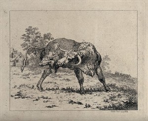 view A bull standing in an enclosure trying to lick its hind leg. Etching.