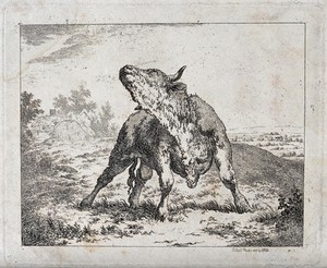 view A bull standing in an enclosure craning its neck. Etching.