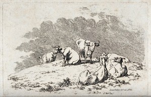 view A herd of cows resting on a meadow. Etching.