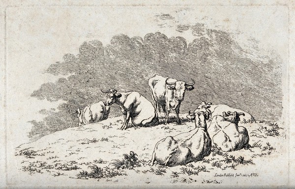 A herd of cows resting on a meadow. Etching.