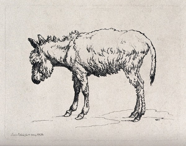A donkey. Etching by R. Hills.