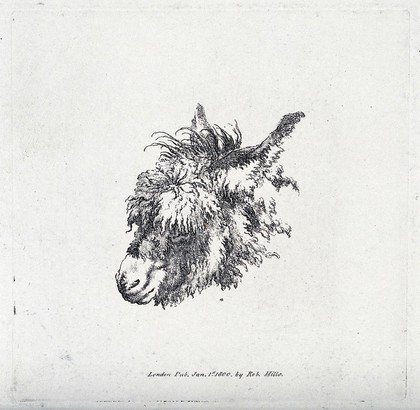 Head of a mule. Etching.