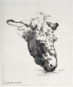 Head of a mule. Etching.