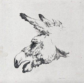 Head of a mule with its mouth open. Etching.