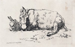 view A mule and a foal resting on a patch of grass. Etching.