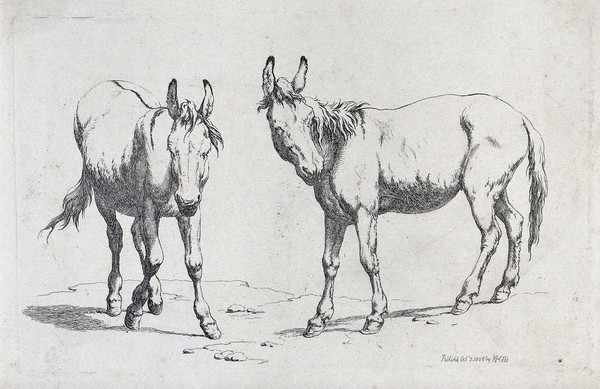 Two donkeys. Etching by R. Hills.