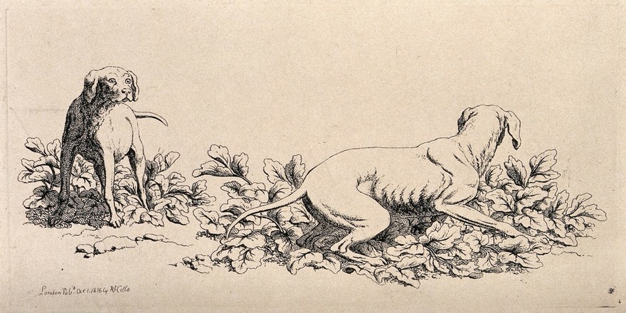 Two figures of hunting dogs playing. Etching by R. Hills, 1816.