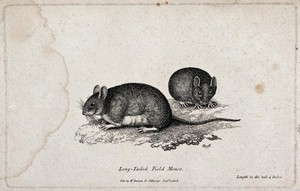 view Two long-tailed field mice. Etching by W. S. Howitt.