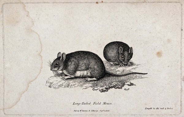 Two long-tailed field mice. Etching by W. S. Howitt.