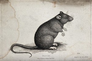 view A black rat sitting upright on the ground. Etching by W. S. Howitt.