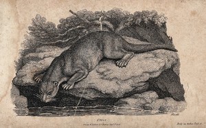 view An otter sitting on a rock above a lake looking for prey in the water. Etching by Howitt.