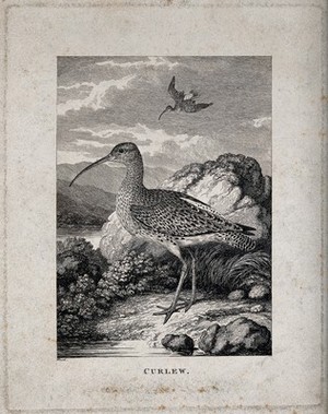 view A curlew (wading bird) is standing on the river bank while another one is descending from the air onto the shore. Etching by W. S. Howitt.