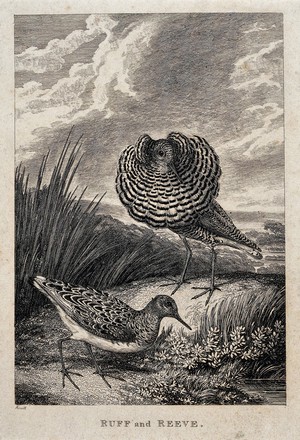 view A ruff and a reeve (male and female wading bird) (Philomachus pugnax) on the shore of a river. Etching by W. S. Howitt.