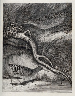 view Two wading birds with speckled plumage on the shore of a lake. Etching.