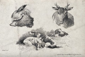 view Above, a hog's head and a stag's head; below, hunting dogs resting in the straw. Etching by W. S. Howitt.