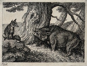 view A wild boar chafing its neck against a tree while a fox seated on a rock nearby watches on. Etching by W. S. Howitt.