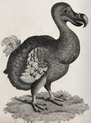 view A dodo. Etching by J. Le Keux.