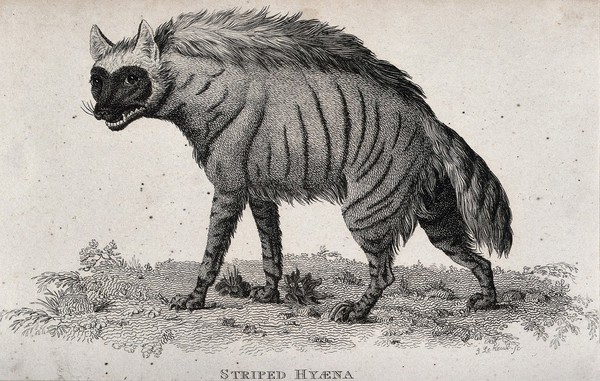 A striped hyena. Etching by J. Le Keux.