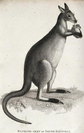 A kangaroo. Etching by J. Le Keux.