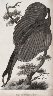 An argus pheasant sitting on a branch of a tree. Etching by J. Le Keux.