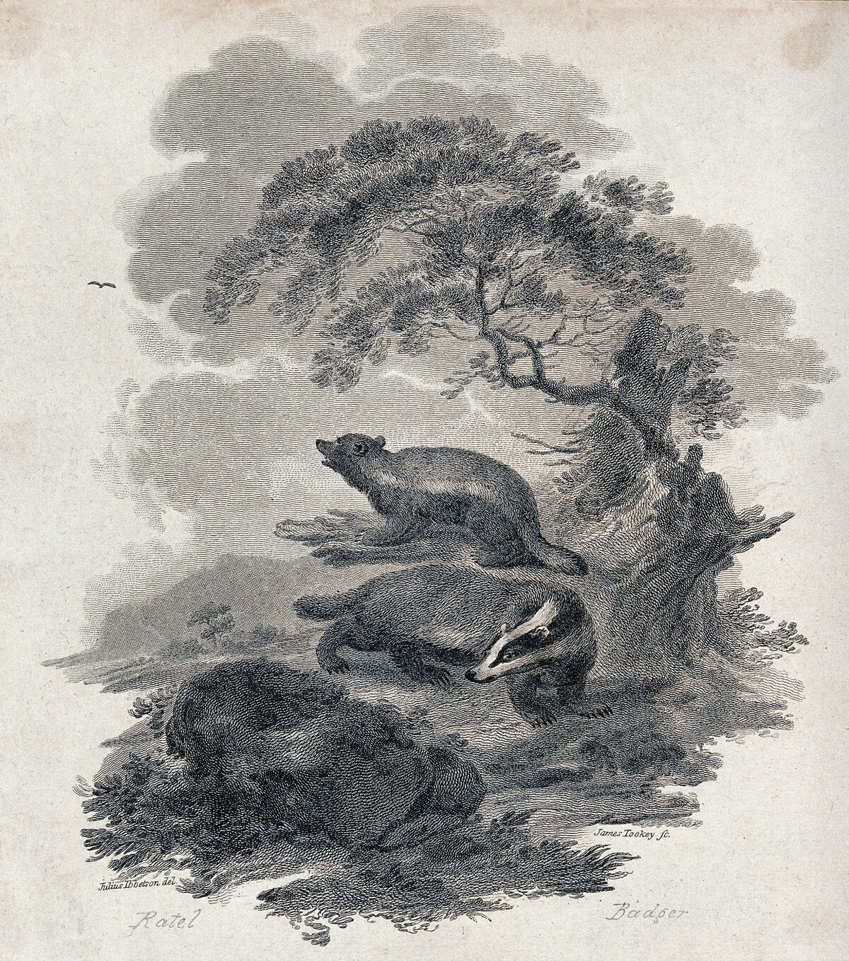 A badger and a ratel on a nocturnal hunt for prey in the forest. Etching by J. Tookey after J. C. Ibbetson., by Julius Caesar Ibbetson