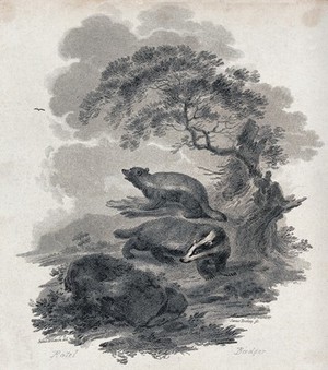 view A badger and a ratel on a nocturnal hunt for prey in the forest. Etching by J. Tookey after J. C. Ibbetson.