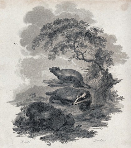 A badger and a ratel on a nocturnal hunt for prey in the forest. Etching by J. Tookey after J. C. Ibbetson.
