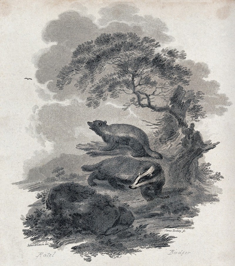 A badger and a ratel on a nocturnal hunt for prey in the forest. Etching by J. Tookey after J. C. Ibbetson., by Julius Caesar Ibbetson