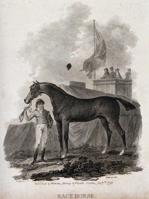 view A jockey holding a race horse by its reins. Line engraving by J. Tookey after J. C. Ibbetson.