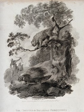 A crested porcupine is sitting on the ground while a Brazilian porcupine is descending from a tree. Etching by J. Tookey after J. C. Ibbeson.