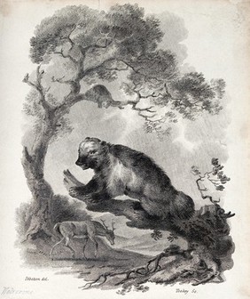 A wolverine (glutton) is sitting on a dead tree branch in the forest while a young stag is passing. Etching by J. Tookey after J. C. Ibbetson.