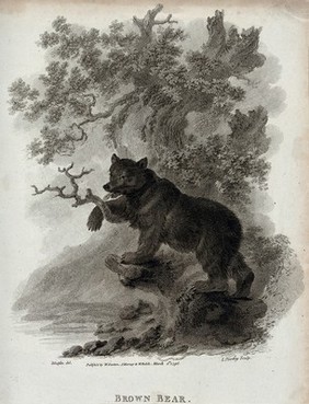 A brown bear climbing up a tree. Etching by J. Tookey after J. C. Ibbetson.