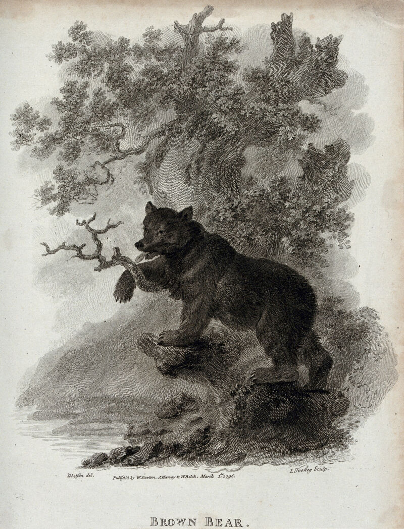 A brown bear climbing up a tree. Etching by J. Tookey after J. C. Ibbetson., 1 March 1796, by Julius Caesar Ibbetson