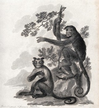 A horned monkey is sitting on the ground while a four fingered monkey is climbing up a tree. Etching by J. Tookey after J. C. Ibbetson.